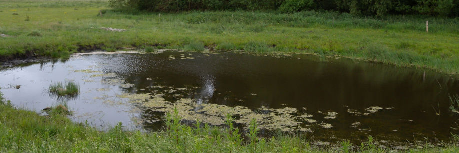 sø, lysåbennatur med skov i baggrunden
